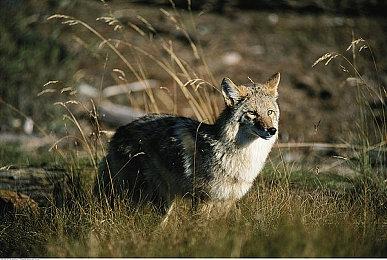 《勇者斗恶龙10》7.1版更新内容 誓约之园新冒险